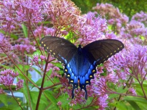 butterfly